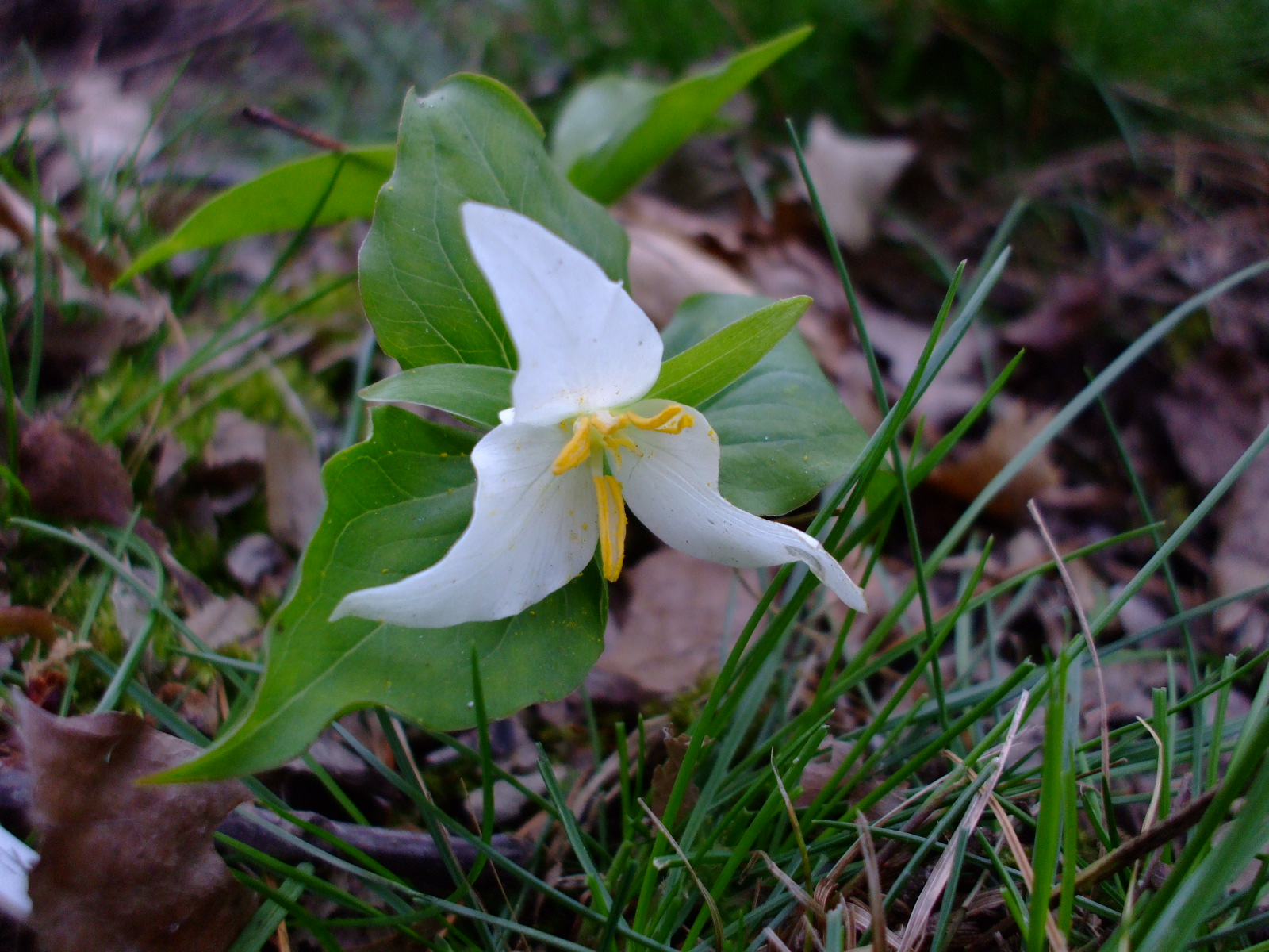 Trillium ovatum